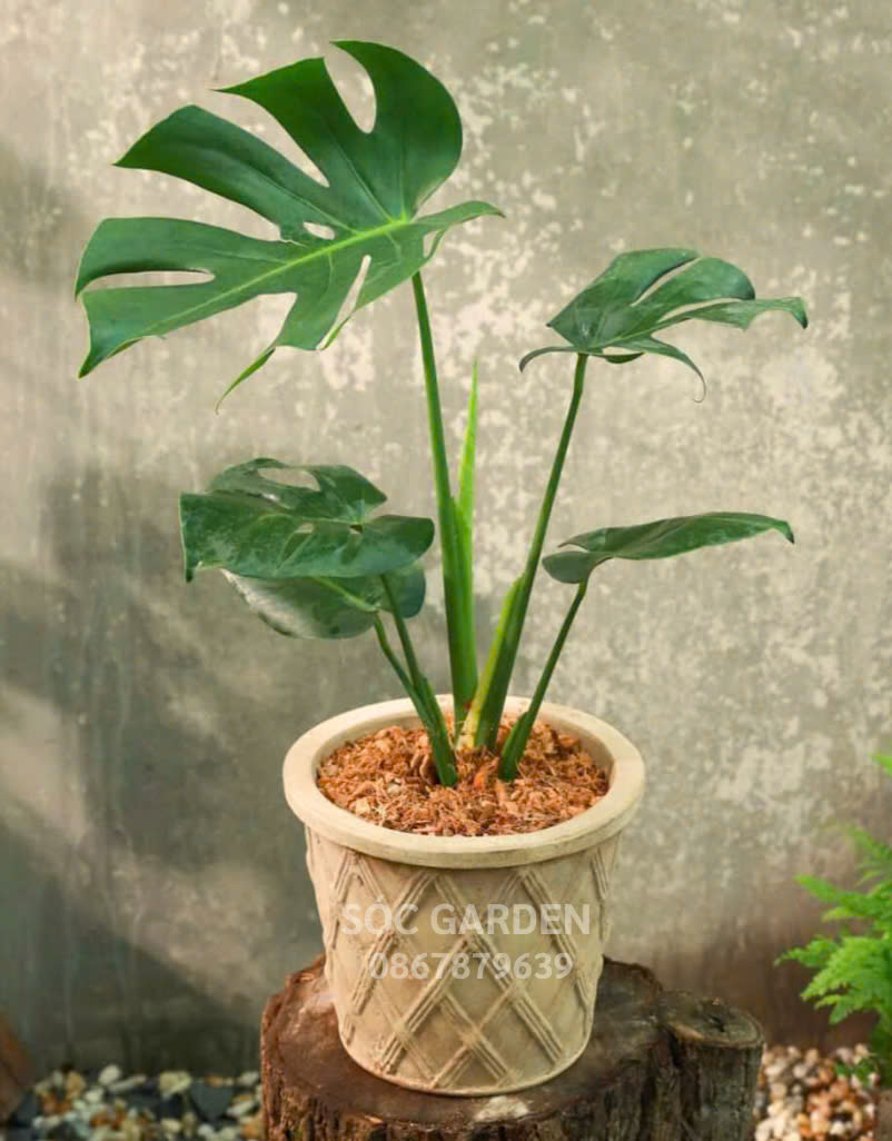 Cây Monteria món quà ý nghĩa 