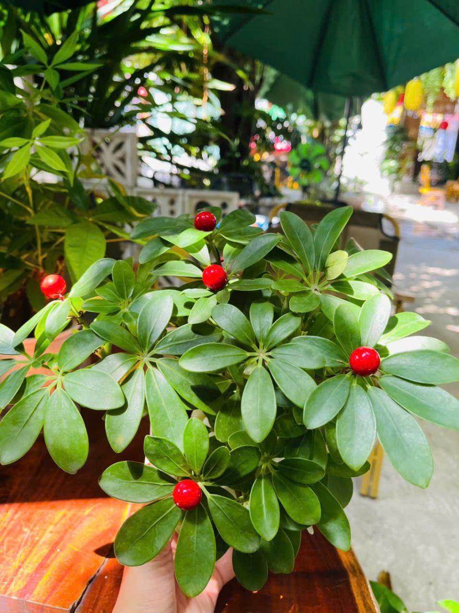 Ngũ gia bì là một loại cây cảnh