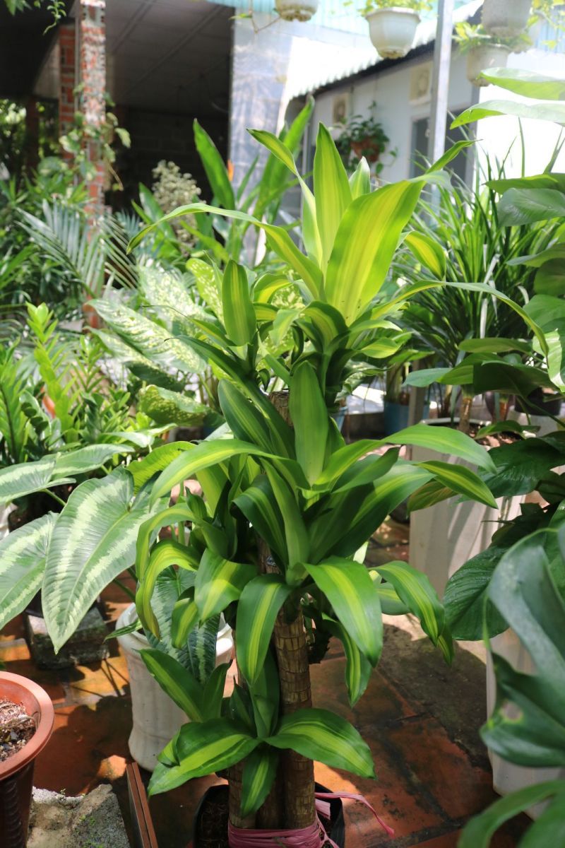 Cây Phát Tài Bộ 5 thân