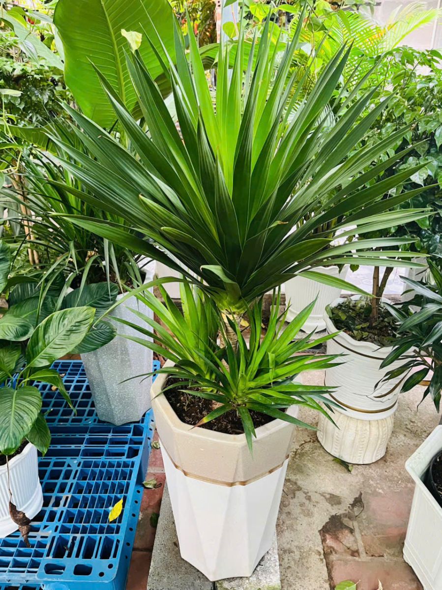 Cây Phát Tài Núi 2 tầng dáng đẹp