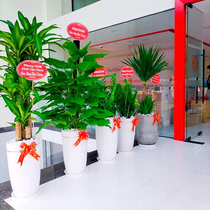 Cây Kim tiển để bàn