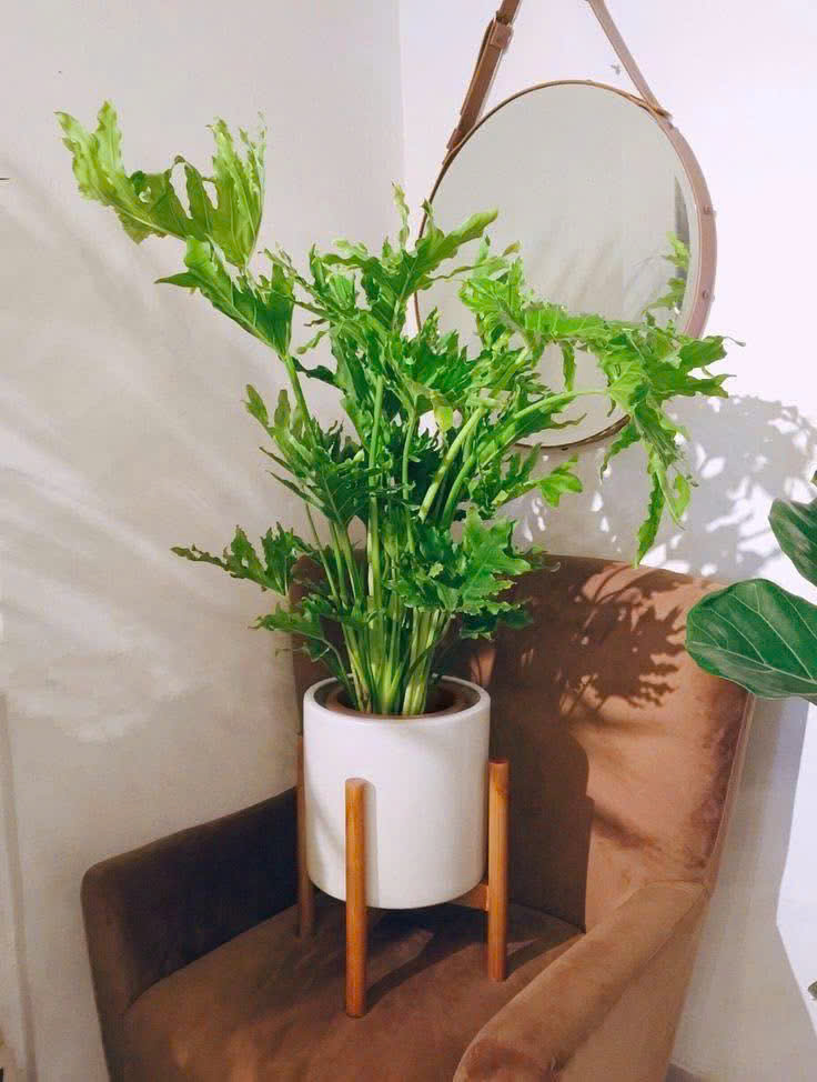 Cây Trầu Bà Thanh Xuân, hay còn gọi là Trầu Bà Lá Sẻ, là một trong những loại cây cảnh được ưa chuộng trong trang trí nội thất.