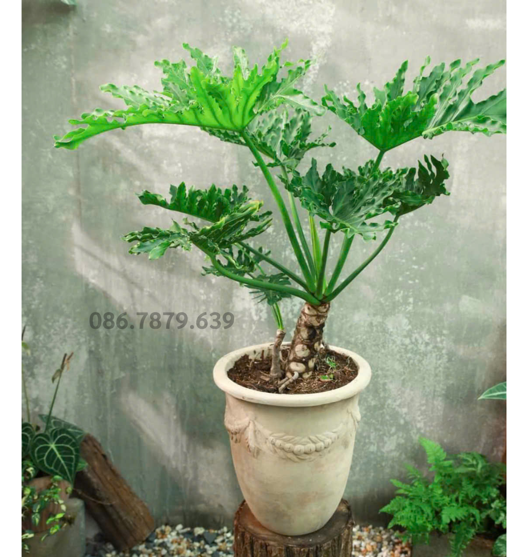 Cây Trầu Bà Thanh Xuân