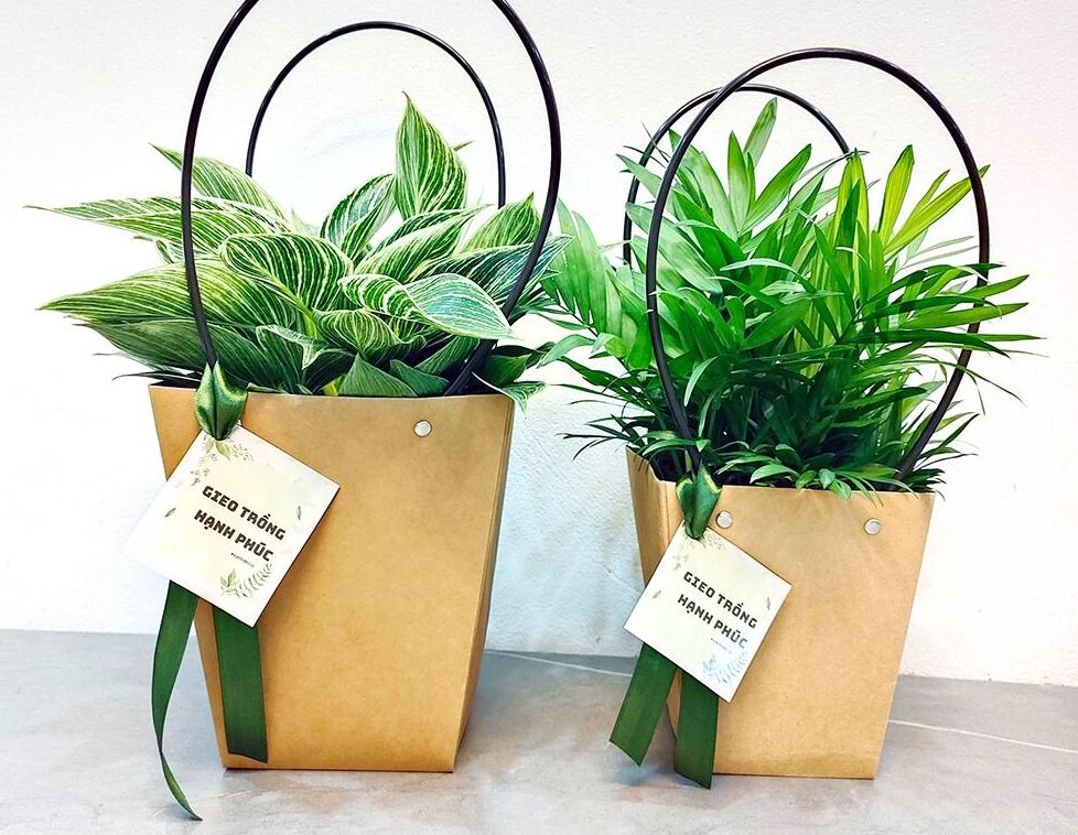 Những mẫu cây làm quà tặng đẹp