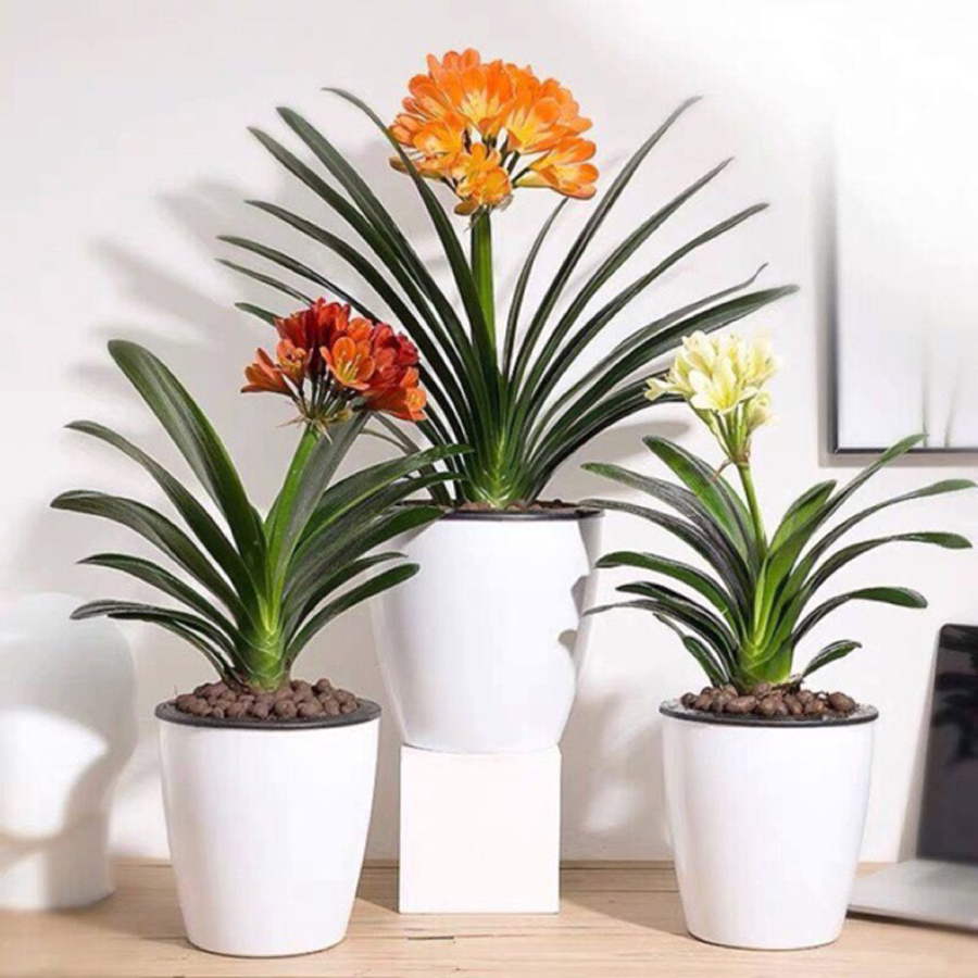 Cây Lan Quân Tử mang lại thịnh vượng, giúp gia chủ có được sự nghiệp thuận lợi và công danh thăng tiến