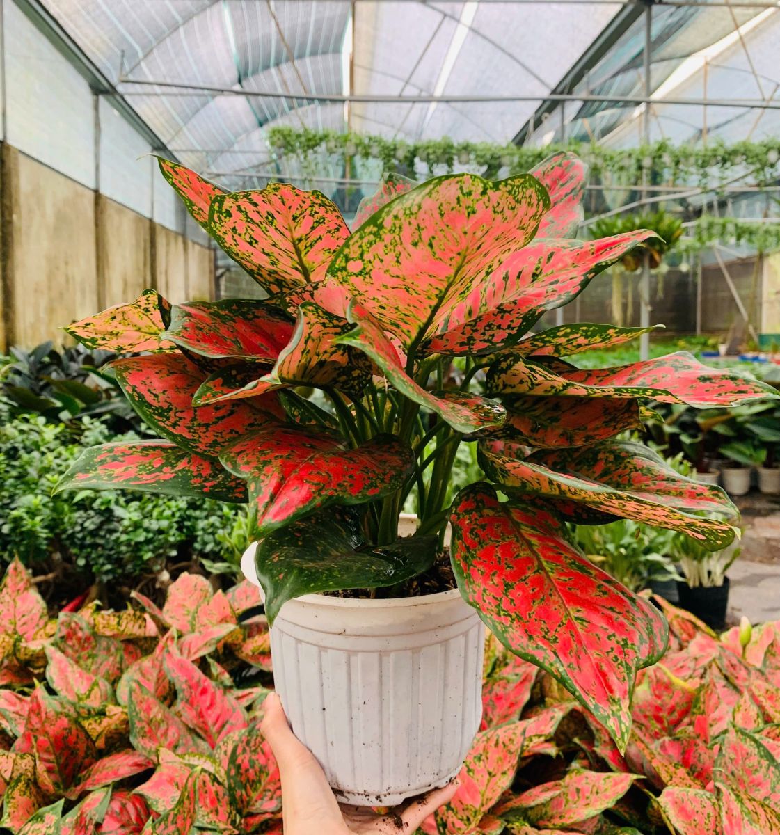 Cây hợp tuổi Ngọ giúp sự nghiệp thăng hoa 