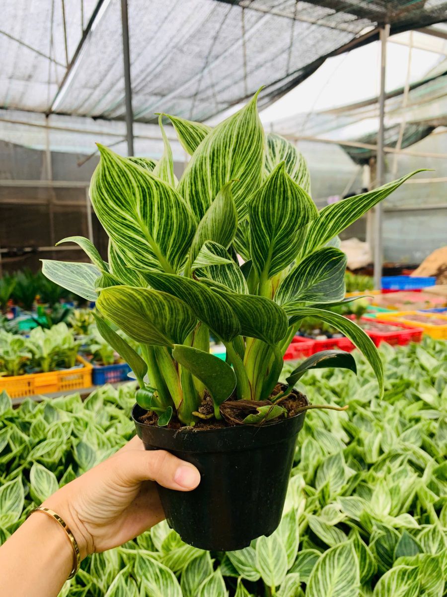 Tên thường gọi: Cây Đế Vương Kim Cương, Đế Vương mini