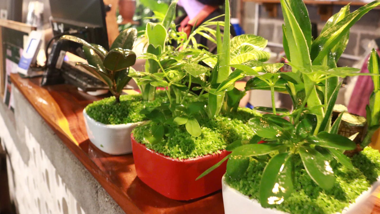 Các lại cây Phong thuỷ để bàn