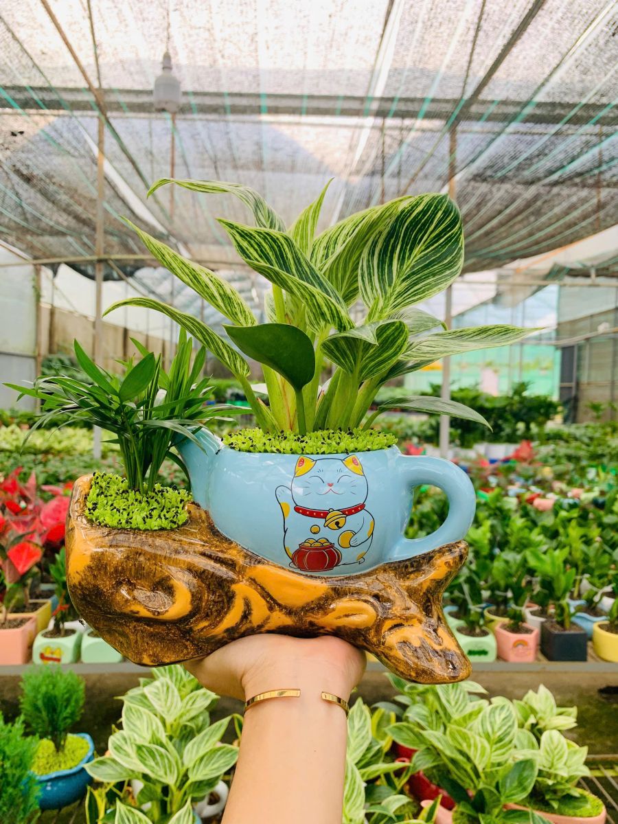 Đế vương Kim Cương Đẹp