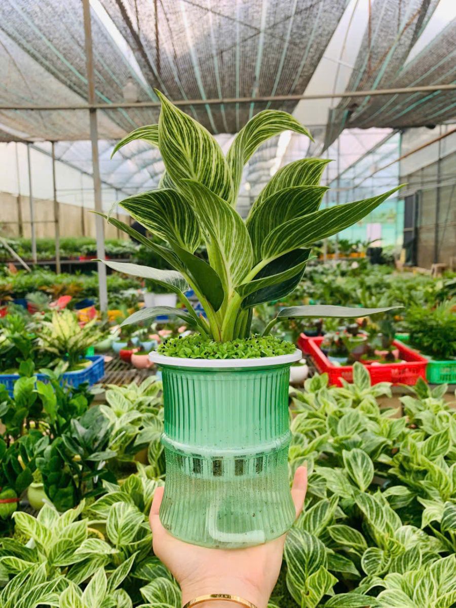 Đế vương thuỷ sinh chậu nhựa