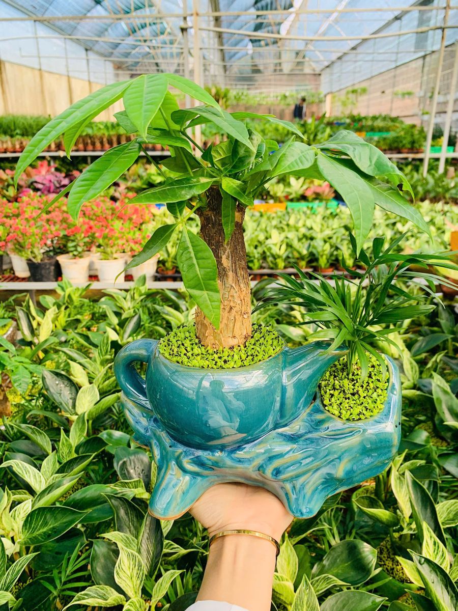 ​   Cây Kim Ngân phong thuỷ cho người làm ăn