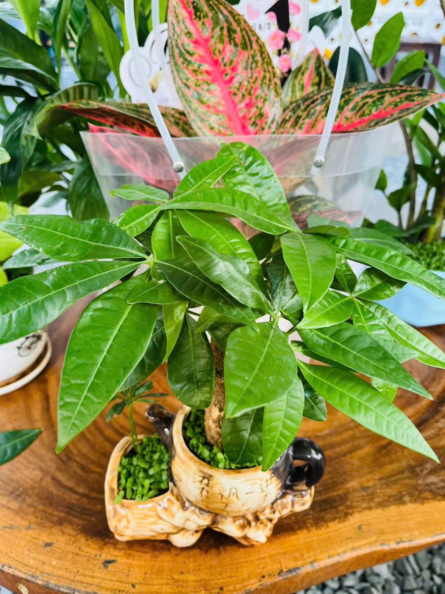 Cây Kim Ngân là cây phong thủy phù hợp với hầu hết mọi người