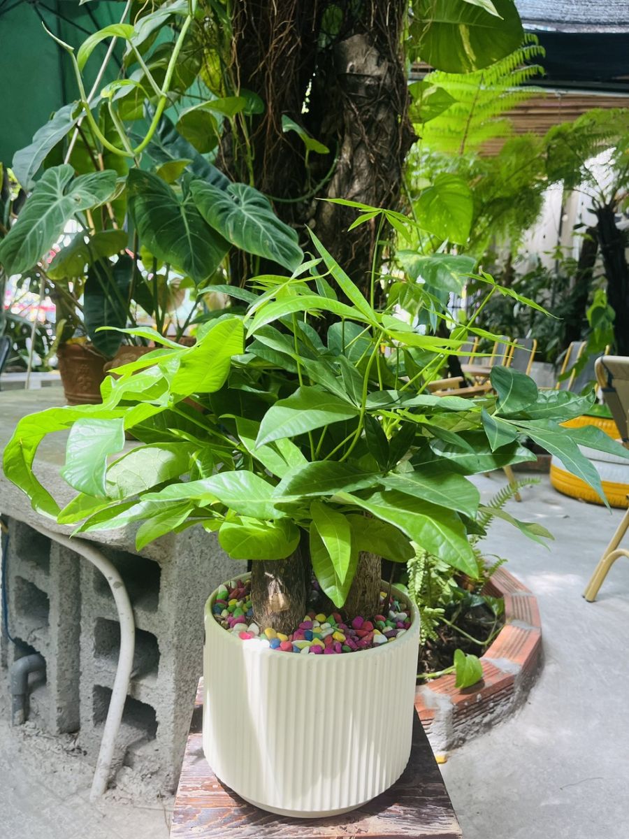 CÂY KIM NGÂN CỦ 3 THÂN ĐỂ BÀN