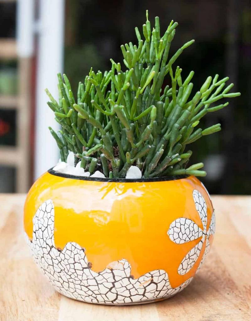 Cây lộc nhung để bàn