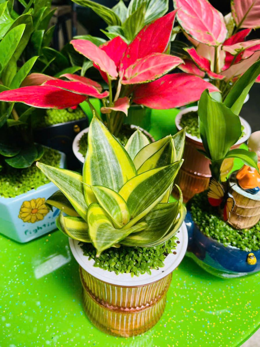 Cây Lưỡi Hổ Mèo Mini thuỷ sinh Để Bàn
