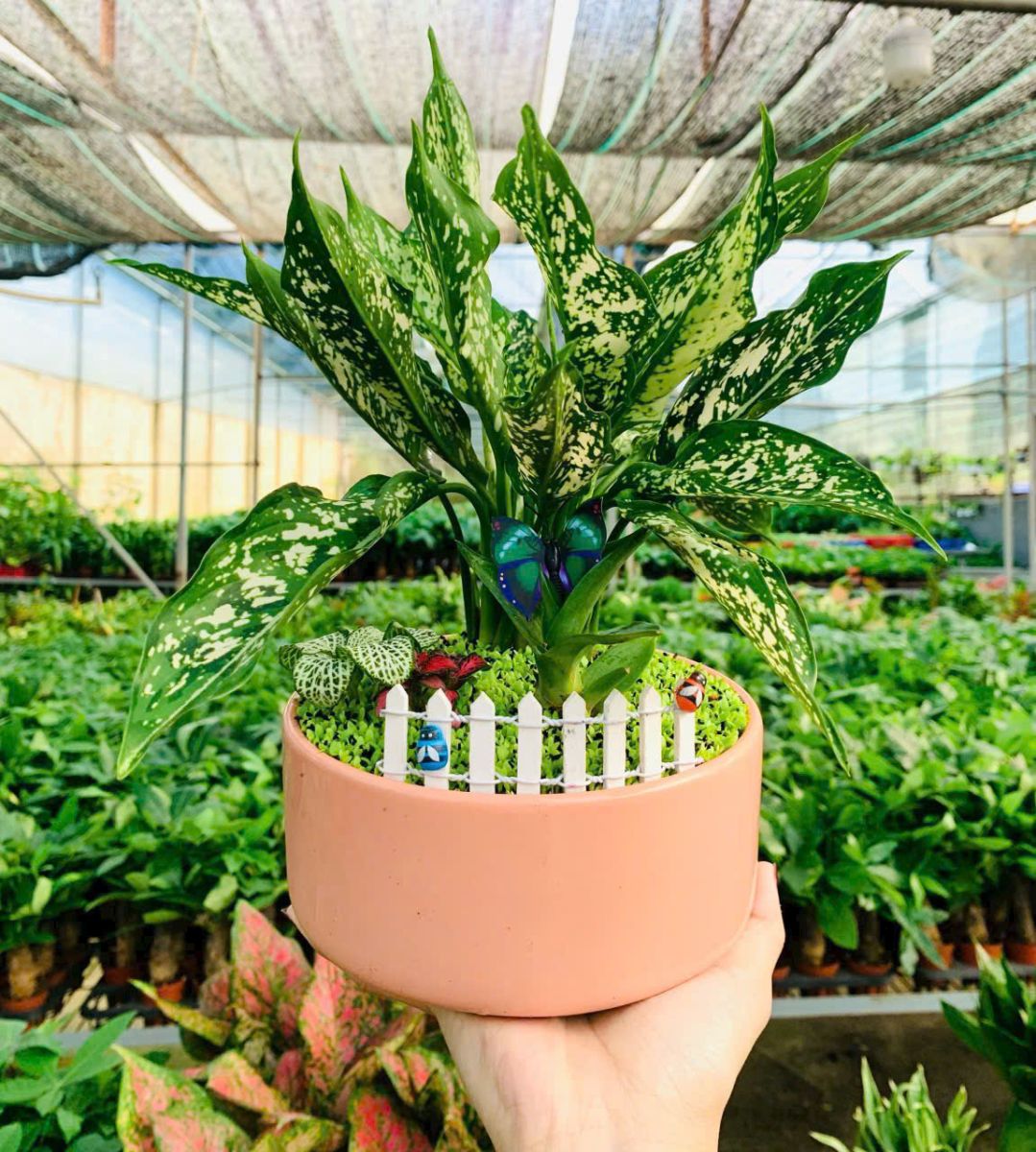 Cây Ngọc Ngân mix tiểu cảnh