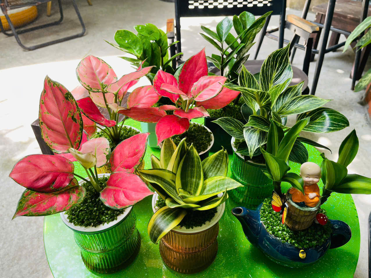 Cây phong thủy hợp tuổi Hợi nhất