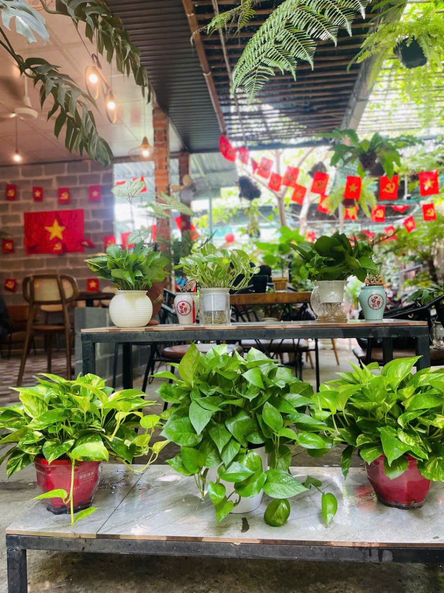 cây trầu bà đẹp xanh tươi