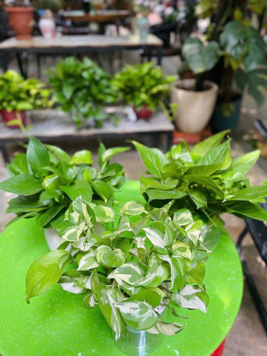 cây trầu bà xanh tươi