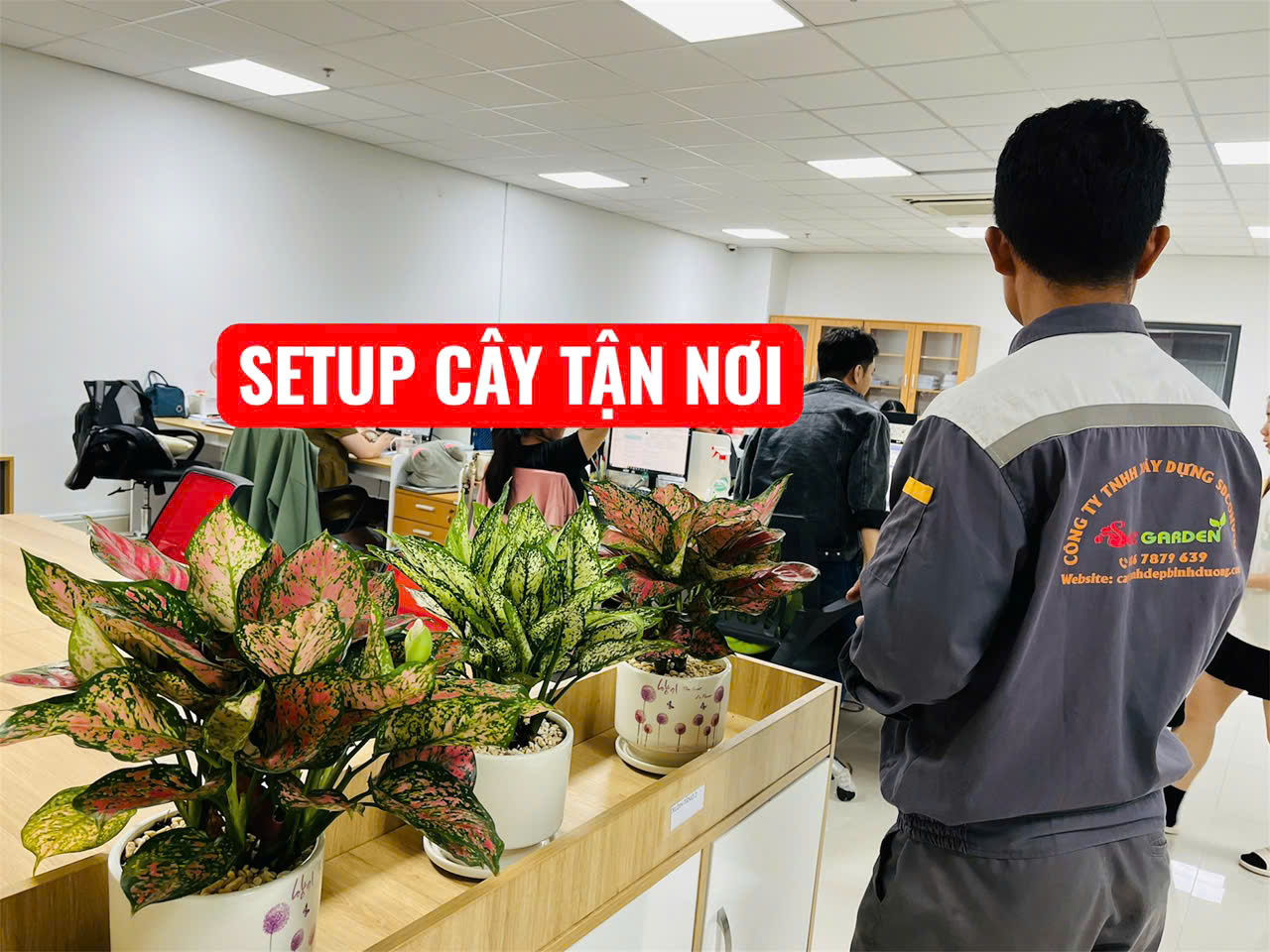 cây Vạn Lộc cảnh trang trí