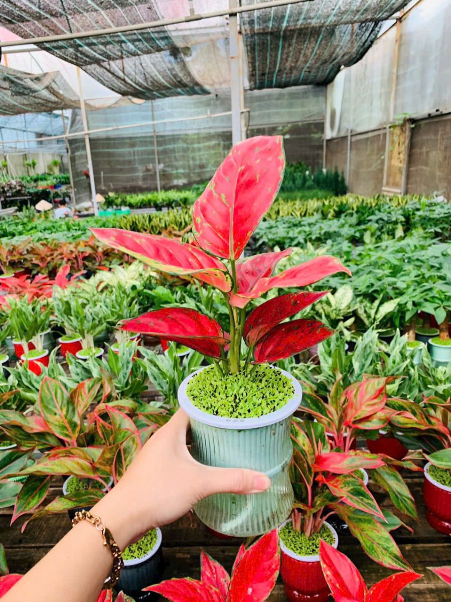 Đế Vương Kim Cương