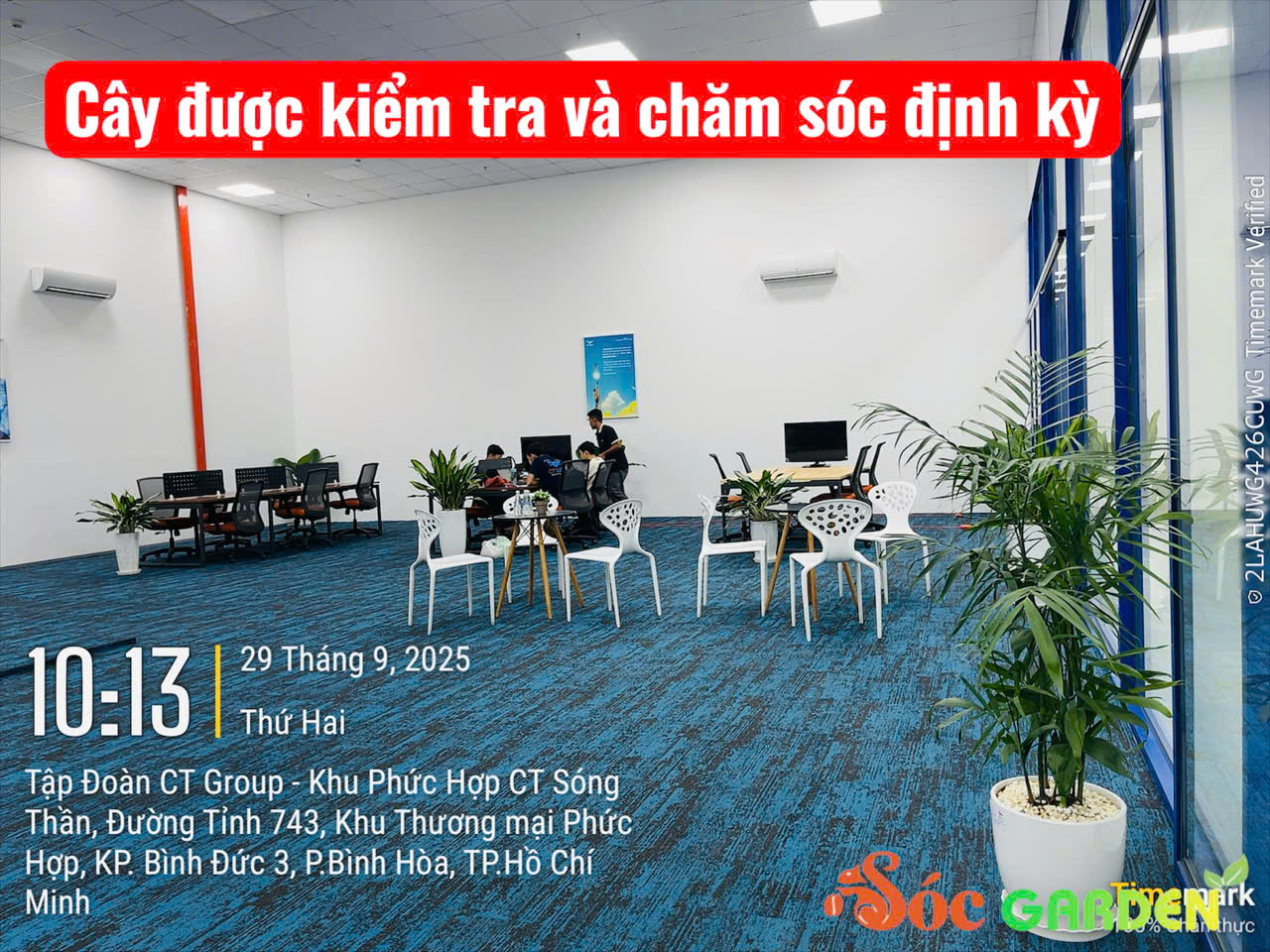 Dịch vụ cho thuê cây xanh văn phòng tại Sóc Garden