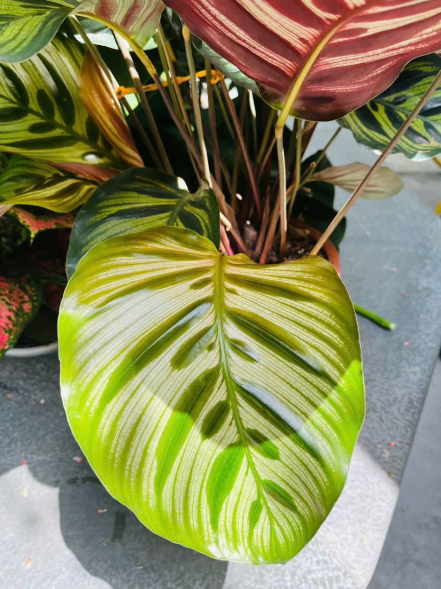 lá đuổi công tím