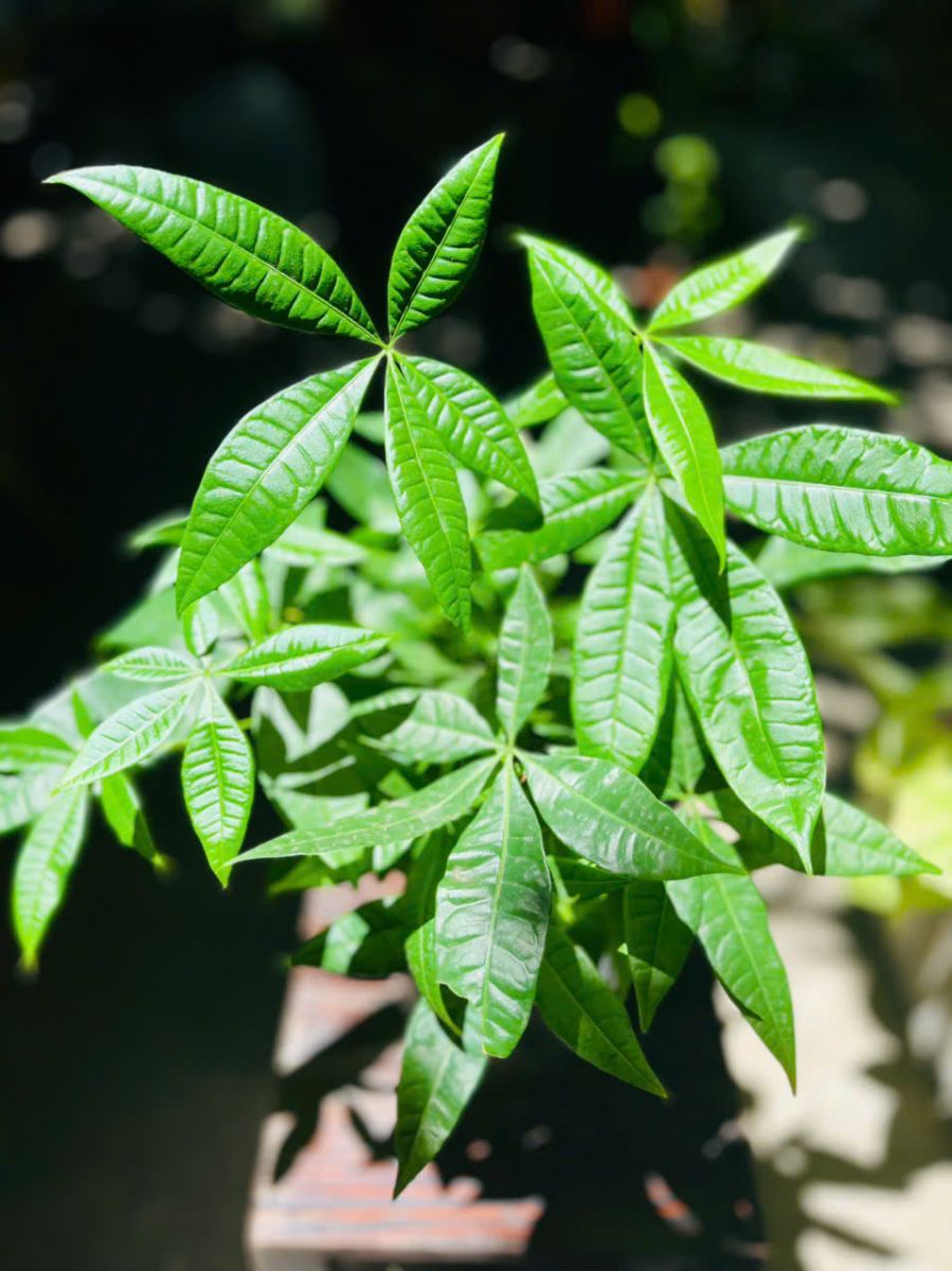 Cây Kim Ngân Thủy Sinh hợp với người snh năm 1989