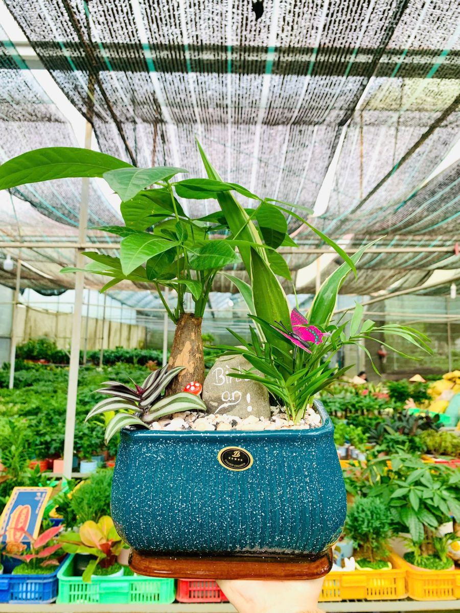 ​   Cây Kim Ngân là loại cây có thể sống tốt trong nhà