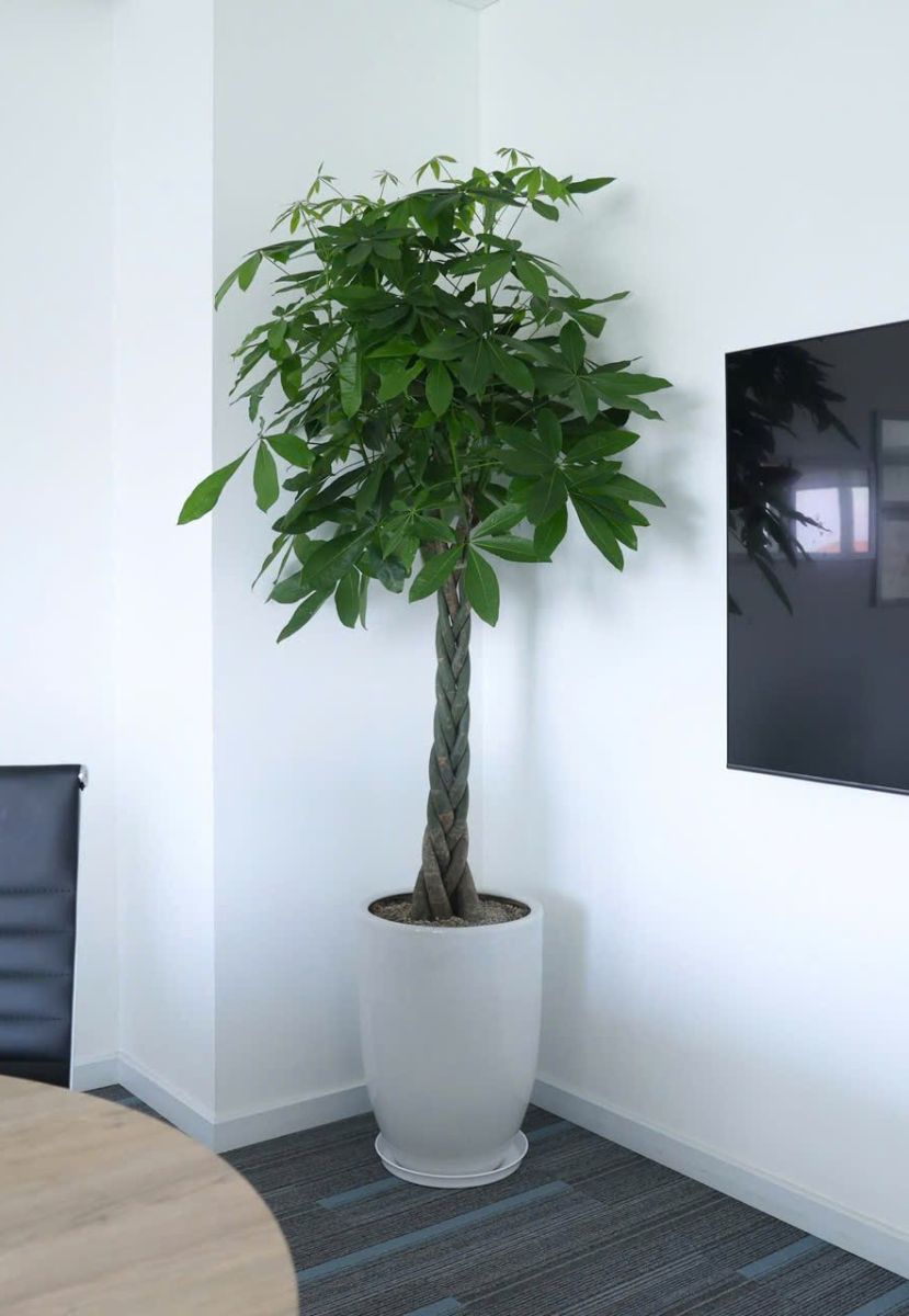 cây kim ngân thắt bím trưng văn phòng