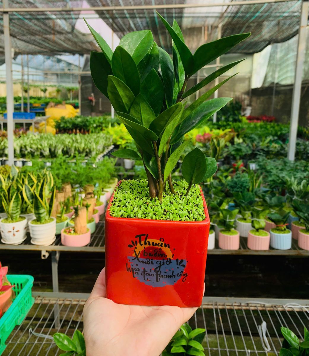 Cây Kim Tiền mix cỏ may mắn