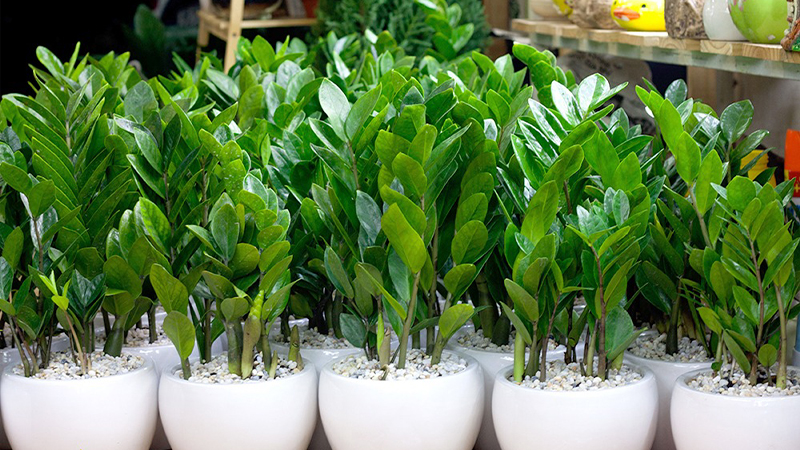 Cây kim tiền Mini để bàn