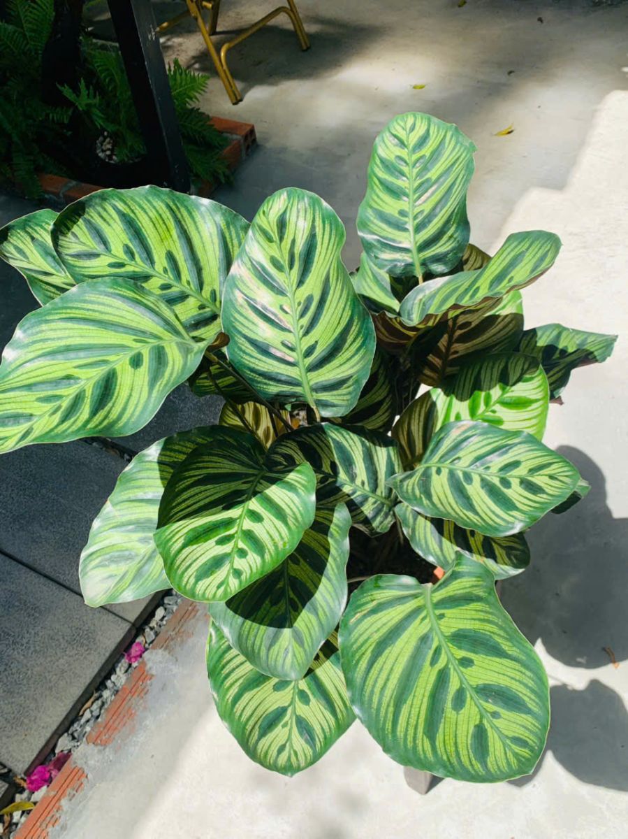 lá đuôi công tím