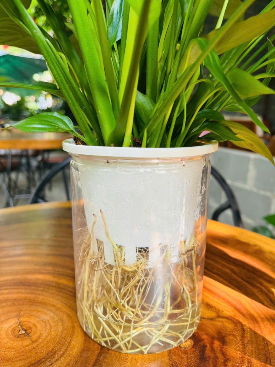 Lan Ý Thuỷ sinh vẫn luôn xanh tốt