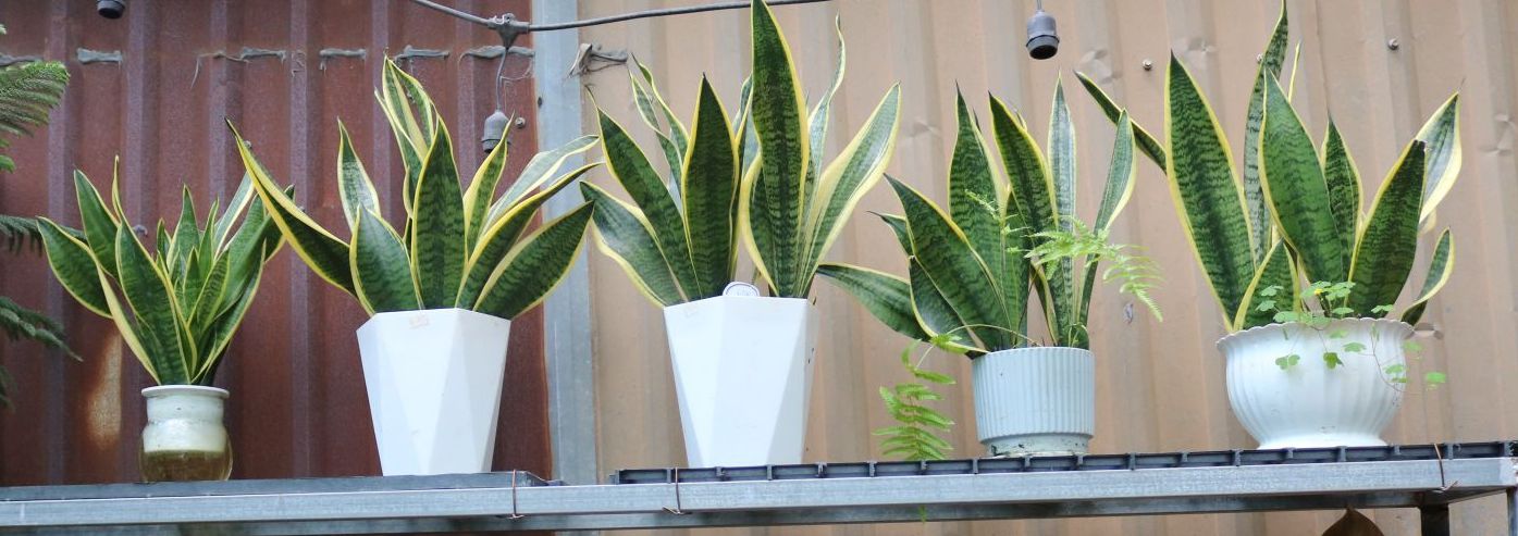 Cây Lưỡi Hổ Vàng Biểu Tượng Của Sự Bền Bỉ Và Tài Lộc