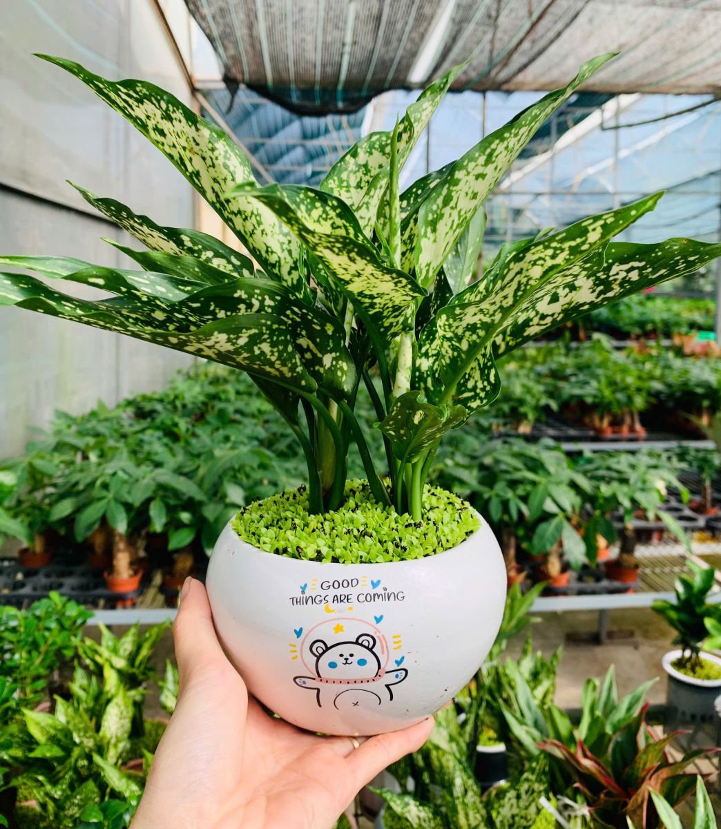 Nên Mua Cây Gì Cho Chung Cư Ít Nắng, Dễ Chăm?