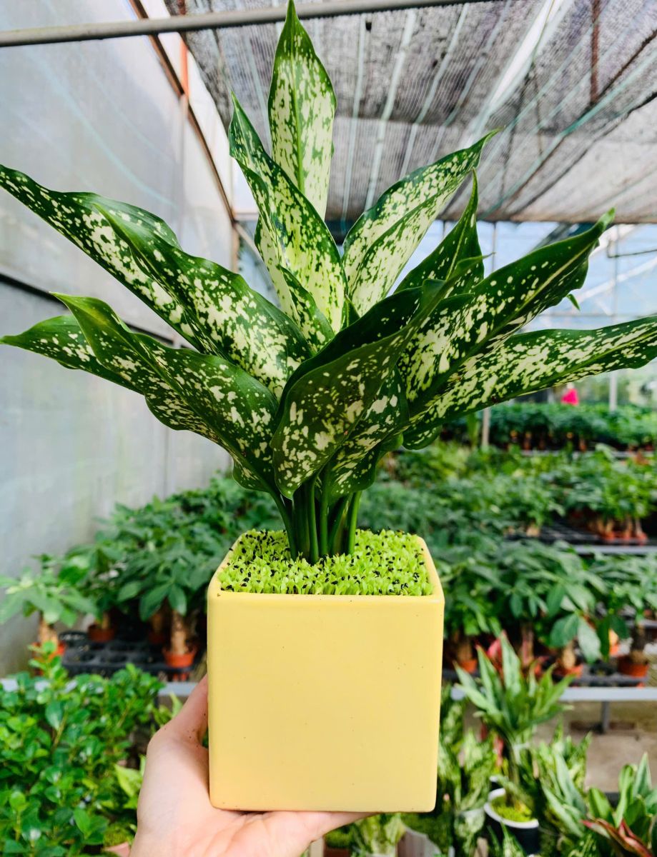 Cây Ngọc Ngân co may man