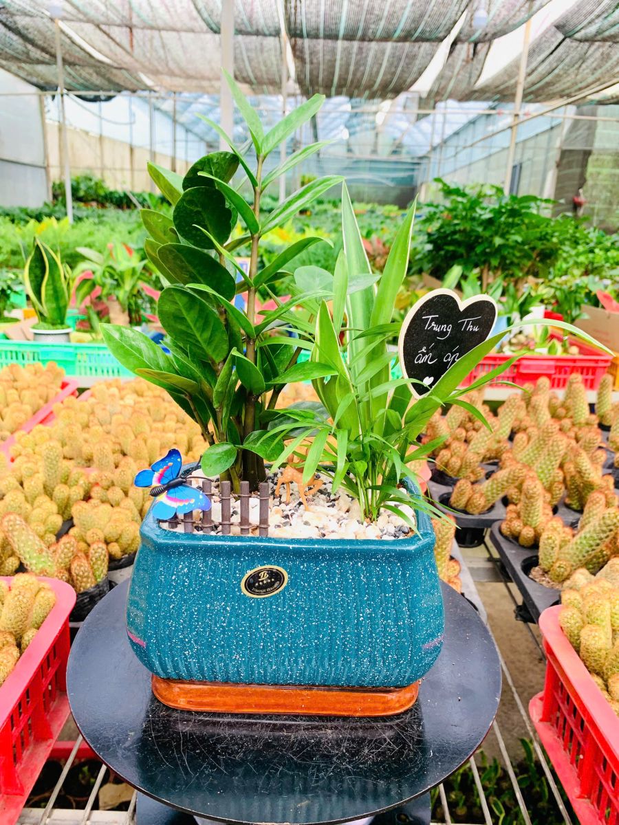 Cây Kim Tiền Mix đẹp