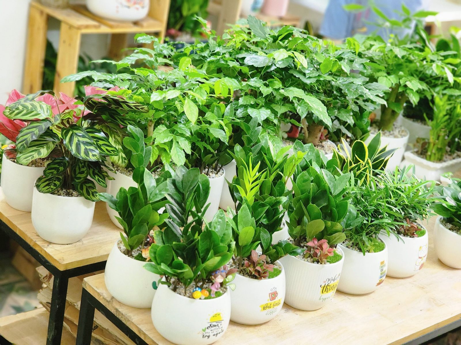 Cây phong thủy để bàn đ̀ẹp