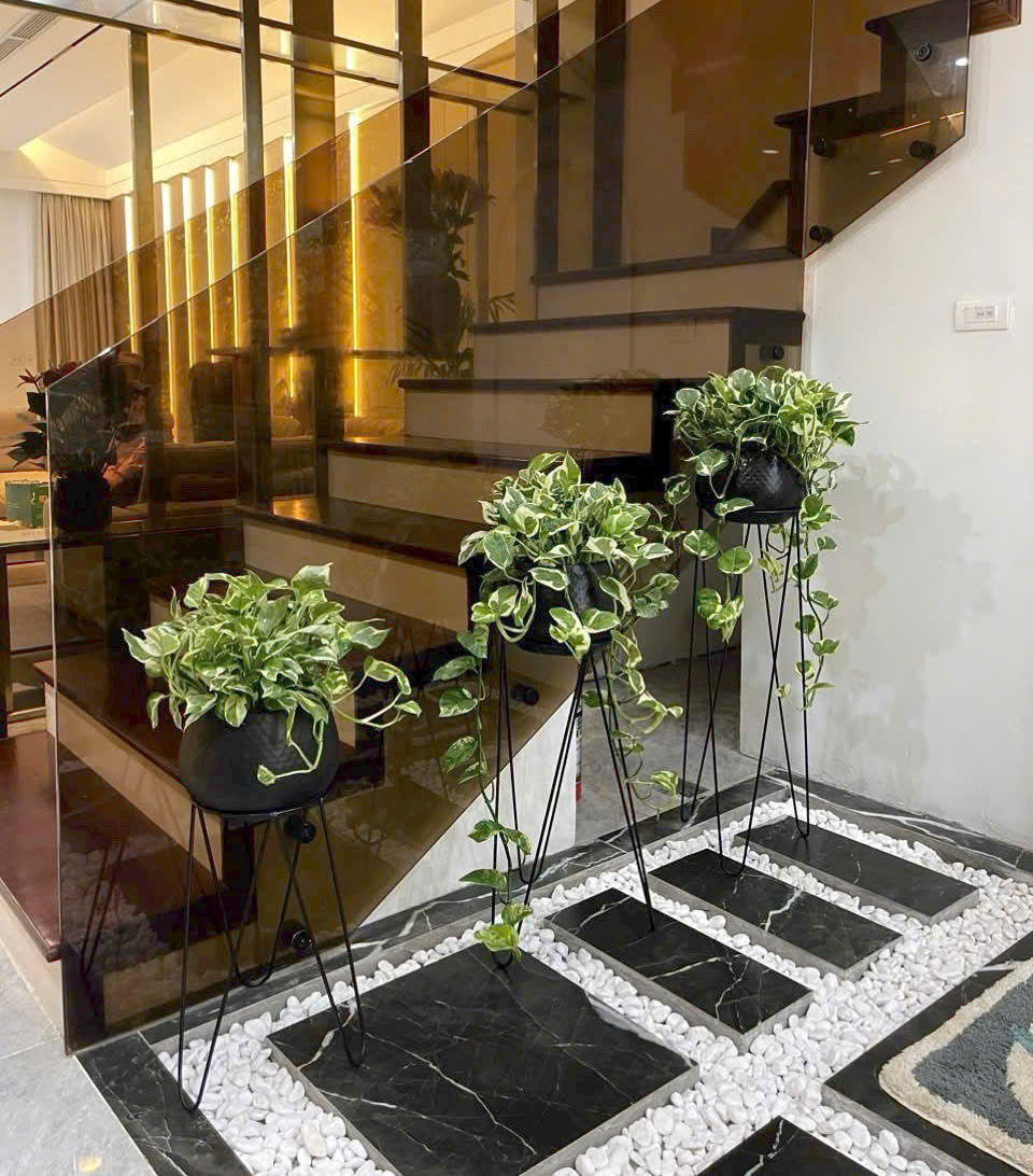 trầu bà cẩm thạch