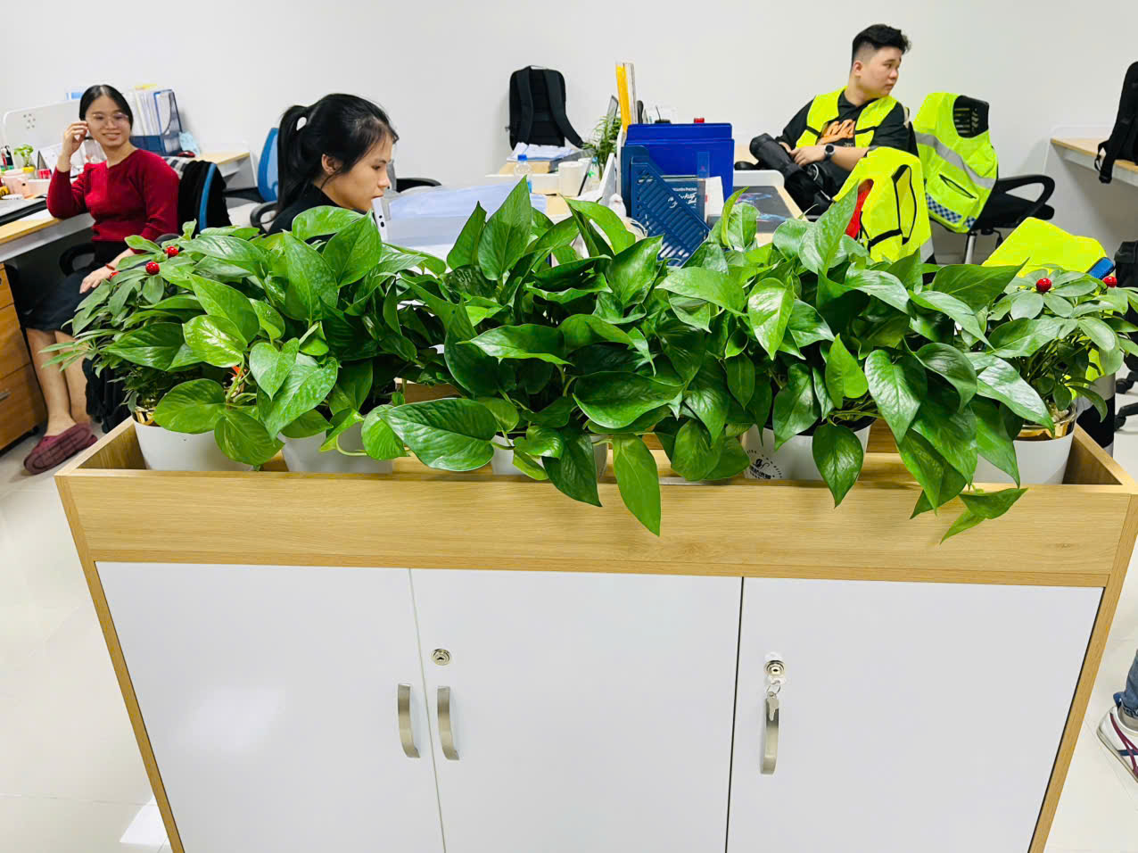 cây trầu bà xanh trưng bày văn phòng