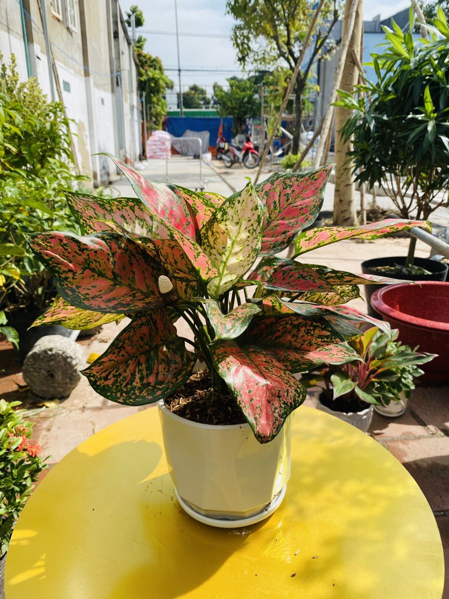 cây vạn lộc đẹp trồng chậu sứ