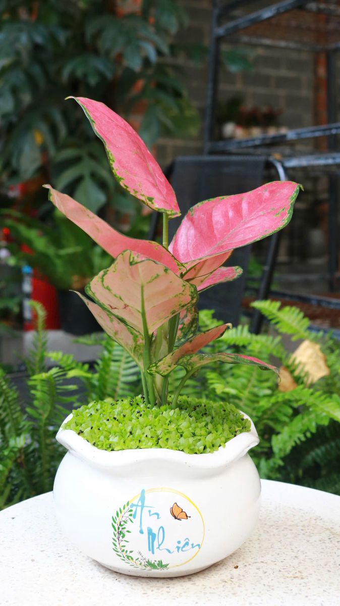 Cây Vạn Lộc tại Sóc Garden