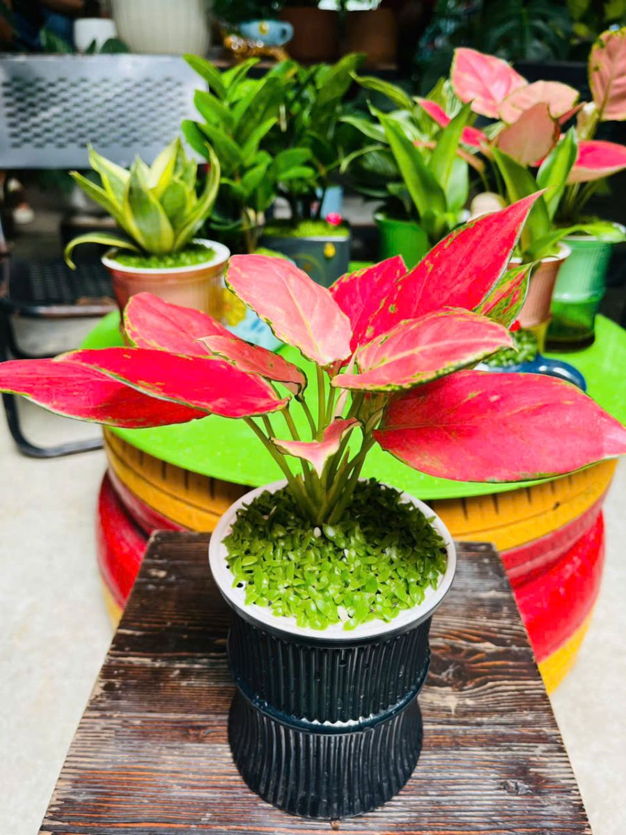 Cây Vạn Lộc trồng mix cỏ may mắn