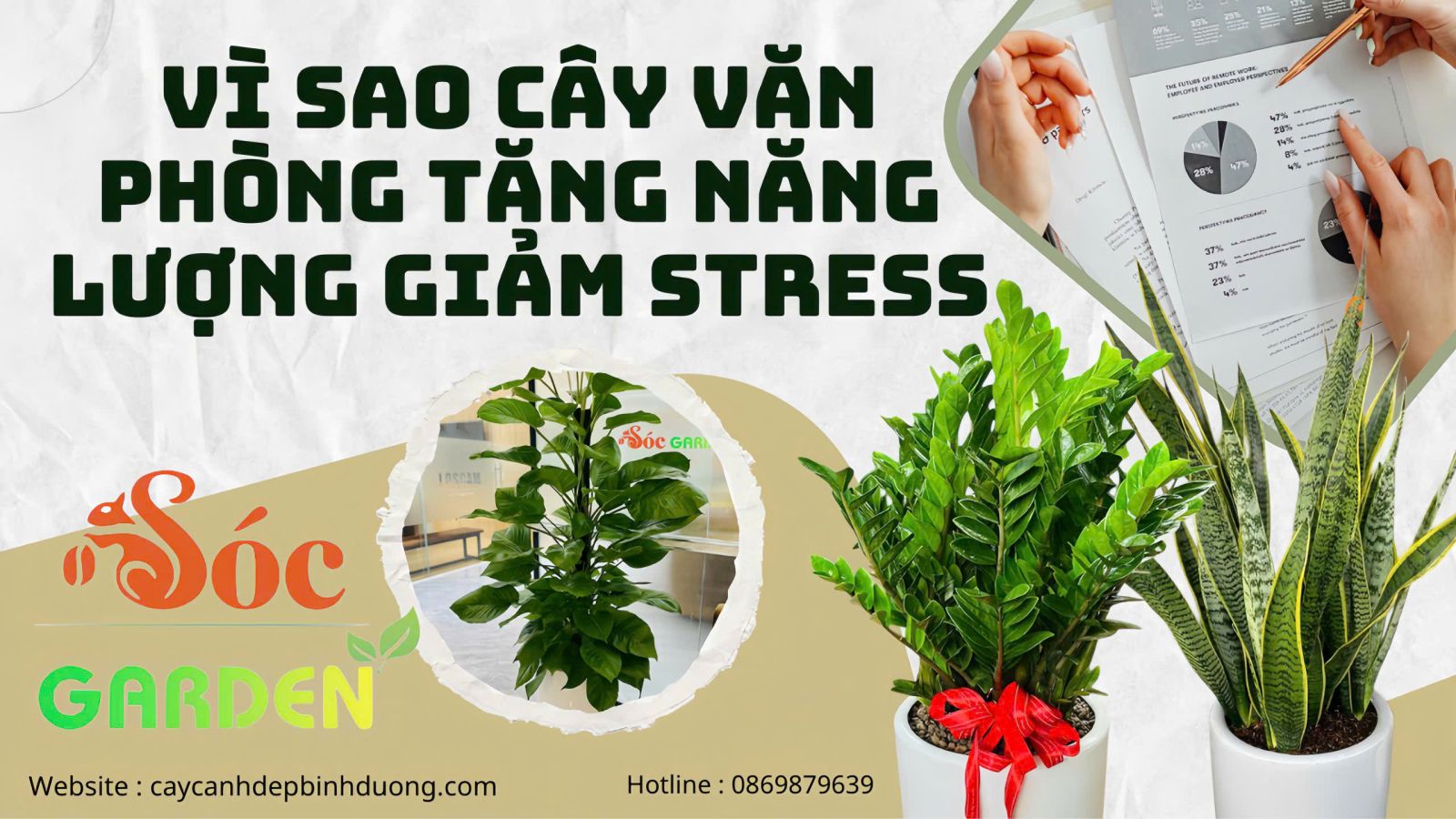Vì sao cây văn phòng giúp tăng năng lượng?