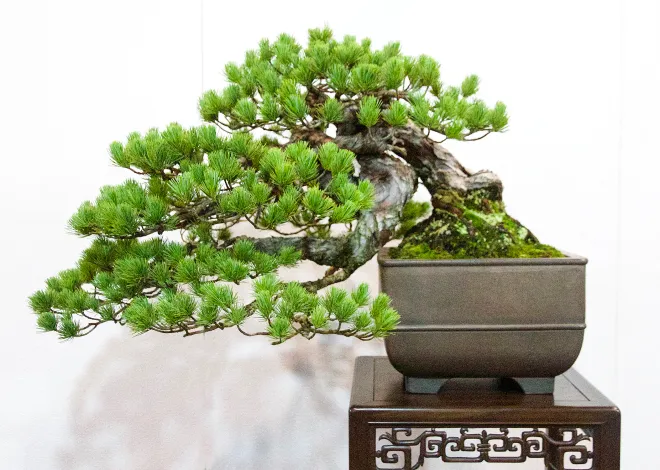 Các Yếu Tố Quan Trọng Trong Chăm Sóc Bonsai