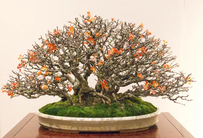 Dịch Vụ Chăm Sóc Bonsai Của Sóc Garden