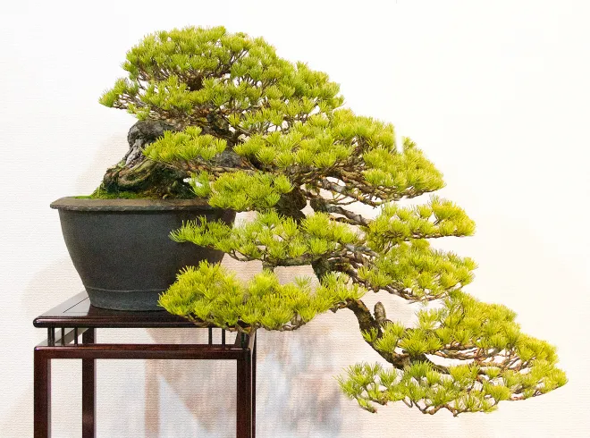 Tại Sao Chăm Sóc Bonsai Quan Trọng?