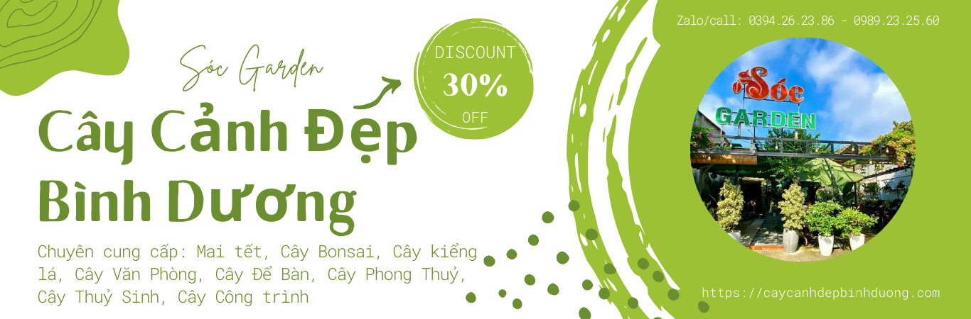 Sản phẩm cây cảnh đẹp bình dương