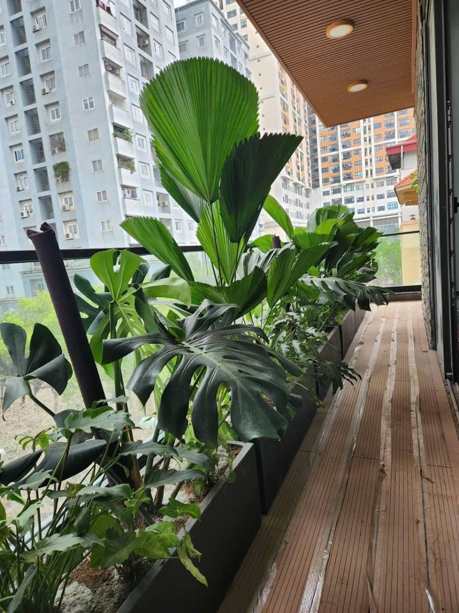 Chậu xi măng đá mài thích hợp trồng cây ban công và sân thượng